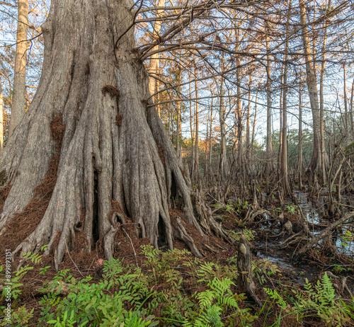 Fluted base of Pond Cypress trees in slough at Indian Lake State park, Florida photo