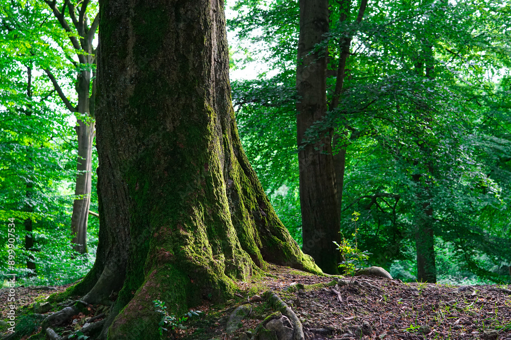 trees in the forest trees in the forest