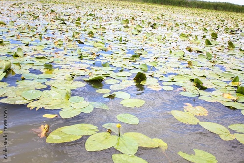 water lily in the pond