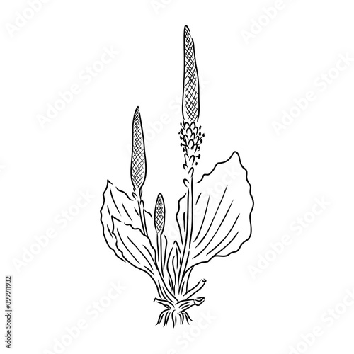 Plantain. Medicinal plant wild field flower.Sketch.Hand drawn outline vector illustration