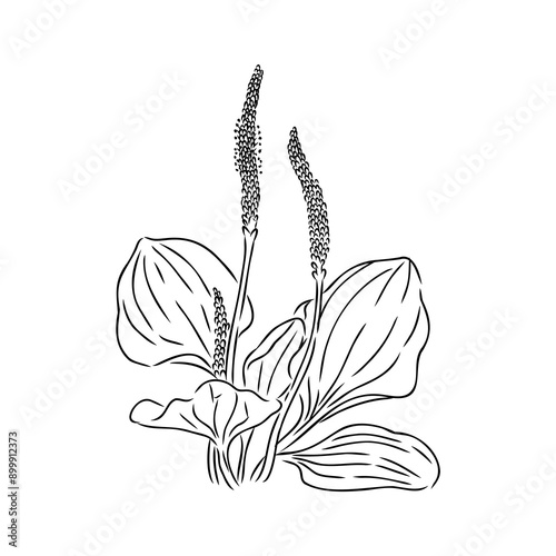 Plantain. Medicinal plant wild field flower.Sketch.Hand drawn outline vector illustration