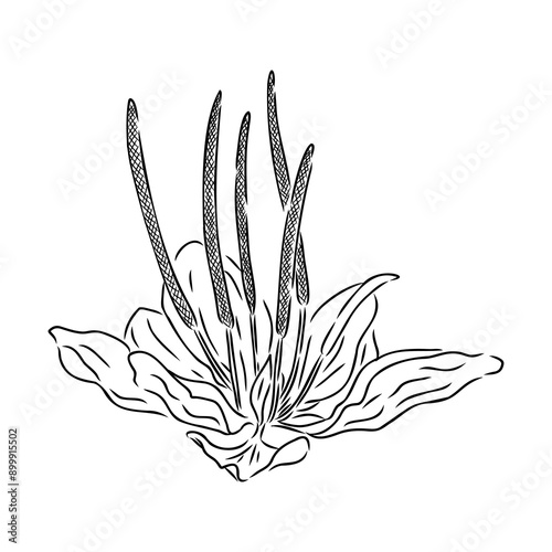 Plantain. Medicinal plant wild field flower.Sketch.Hand drawn outline vector illustration