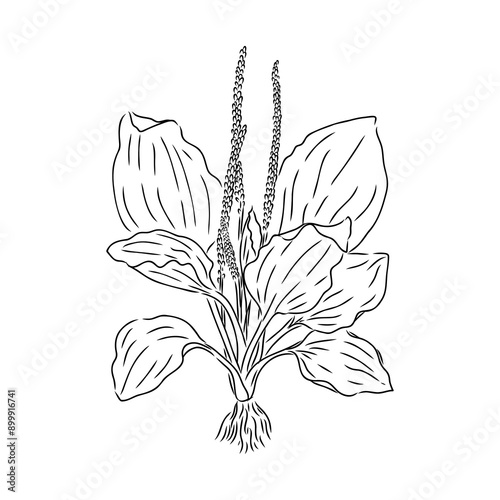 Plantain. Medicinal plant wild field flower.Sketch.Hand drawn outline vector illustration