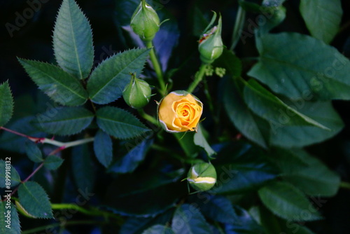 yellow rose on black background