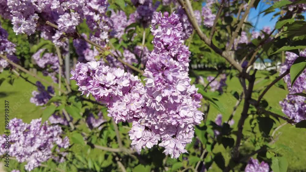Experience the vibrant colors and delicate fragrance of blooming lilacs as they fill the park with beauty during a sunny spring day. Experience the vibrant colors and delicate fragrance of blooming lilacs as they fill the park with beauty during a sunny spring day.
