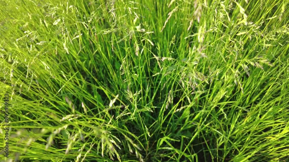 Explore the lush green grasslands illuminated by the warm glow of the summer sun during a tranquil evening. Explore the lush green grasslands illuminated by the warm glow of the summer sun during a tranquil evening.