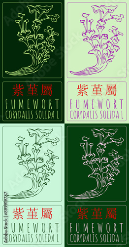 Set of vector drawing FUMEWORT in Chinese in various colors. Hand drawn illustration. Latin name is CORYDALIS SOLIDA L.
