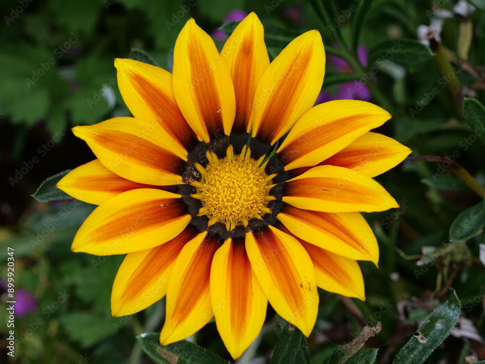 gazania rigens, beautiful bright flower of a semi-shrub gazania gazania rigens, beautiful bright flower of a semi-shrub gazania