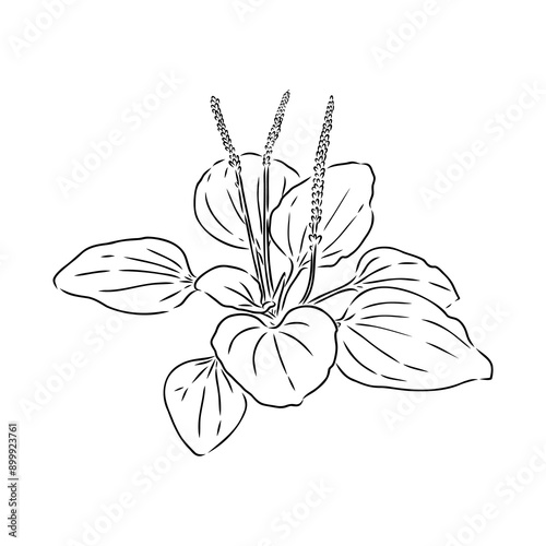 Plantain. Medicinal plant wild field flower.Sketch.Hand drawn outline vector illustration