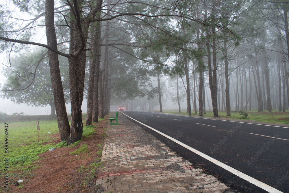 foggy evening at netarhat school road, jharkhand, india, where clouds passing through the pine forest surroundings depicting creepy environment foggy evening at netarhat school road, jharkhand, india, where clouds passing through the pine forest surroundings depicting creepy environment