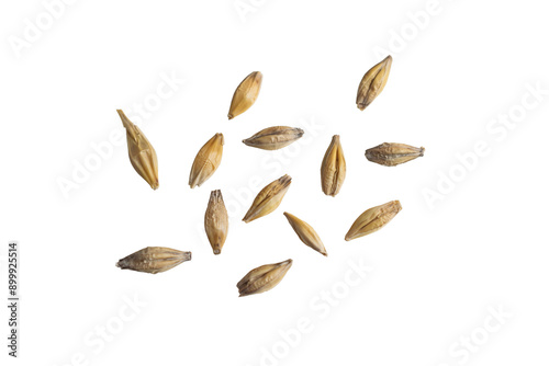 barley grains on a white background photo