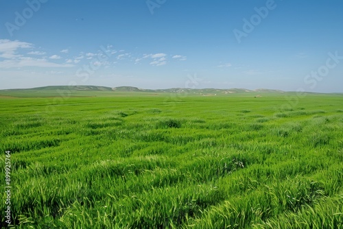 Wide-angle shot of vibrant green lentil fields