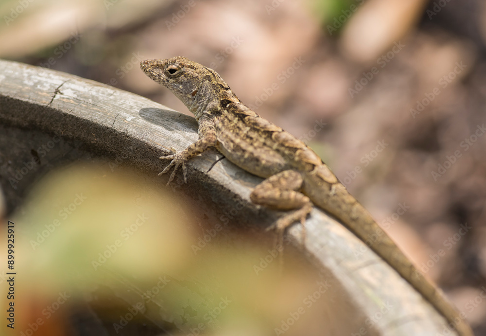 Cuban Brown Anole lizard. The Brown Anole is an invasive species, pushing out the green anole from it's territory. Cuban Brown Anole lizard. The Brown Anole is an invasive species, pushing out the green anole from it's territory.