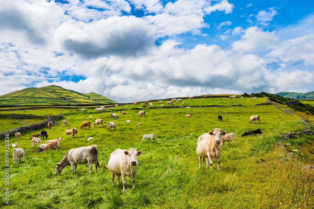Beautiful ocean coast with green cliffs at Baia de Alem, Flores island, Azores, Portugal Beautiful ocean coast with green cliffs at Baia de Alem, Flores island, Azores, Portugal