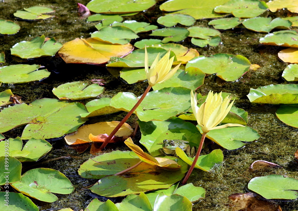 Frosch zwischen Seerosen im Sommer Frosch zwischen Seerosen im Sommer