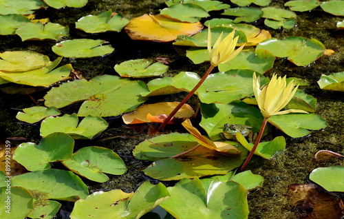 Frosch zwischen Seerosen im Sommer photo