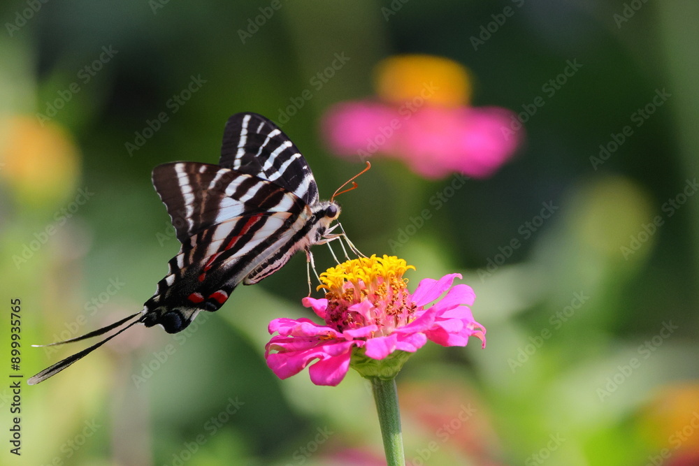 Black and white swallow-tailed butterfly on pink zinnia flower. Black and white swallow-tailed butterfly on pink zinnia flower.