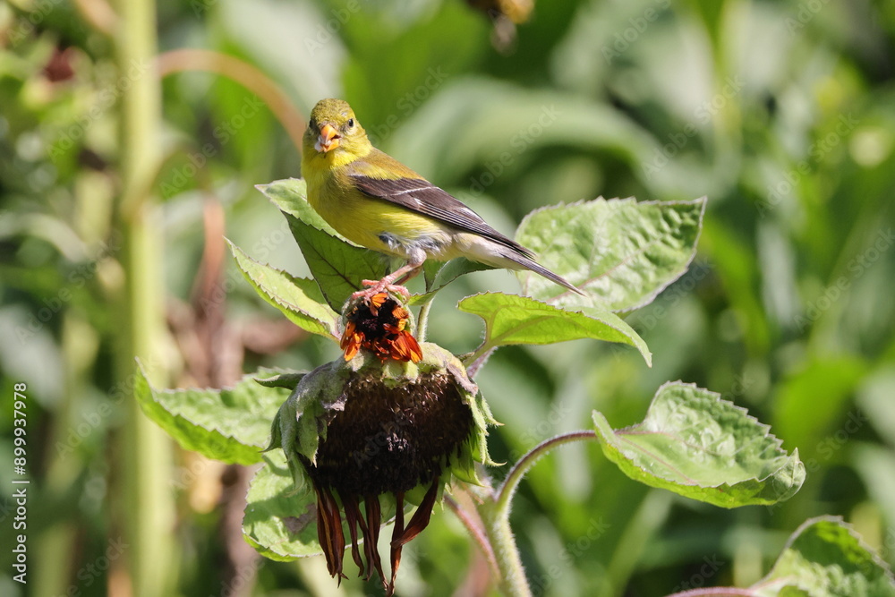 Yellow and black bird gold finch on sunflower Yellow and black bird gold finch on sunflower