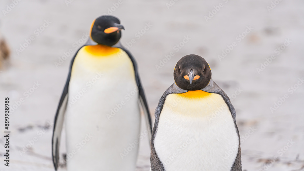 Obraz premium Cute King Penguin Pair Stand on Beach Facing Camera. Female in Focus, Male in Background. On Beach in Falkland Islands Family Adorable Penguins