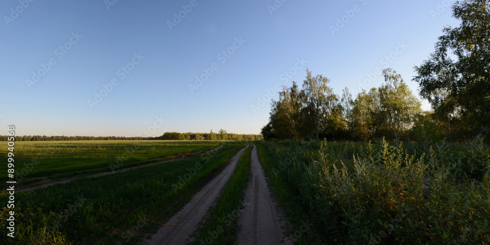 A summer walk through the forest, a beautiful panorama. A summer walk through the forest, a beautiful panorama.