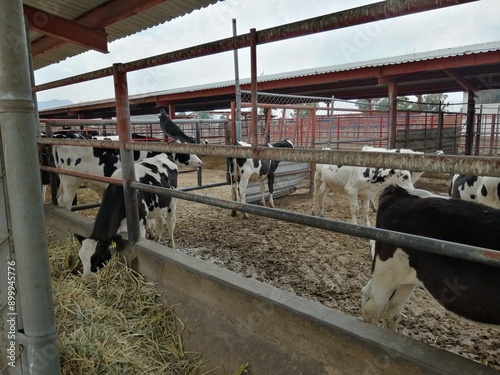 cows in a farm photo