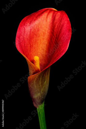 Calla lily 