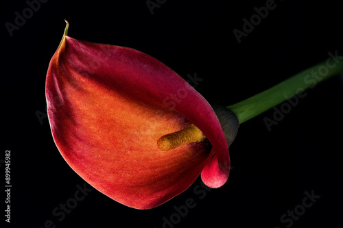close up of a red flower
