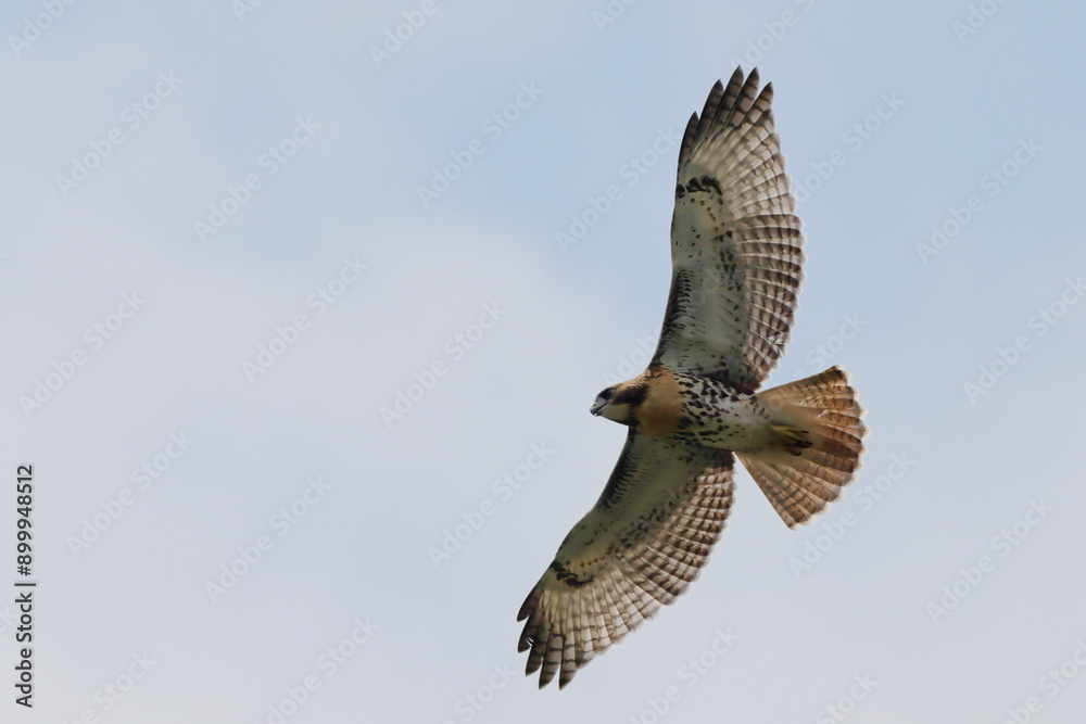 Fototapeta premium Cooper hawk in flight against cloudy blue sky. 