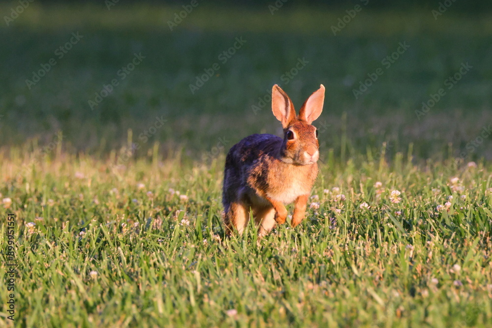 Fototapeta premium Cottontail rabbit running in the meadow