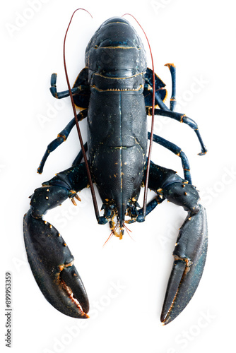 Atlantic Irish raw lobster on the white background. 