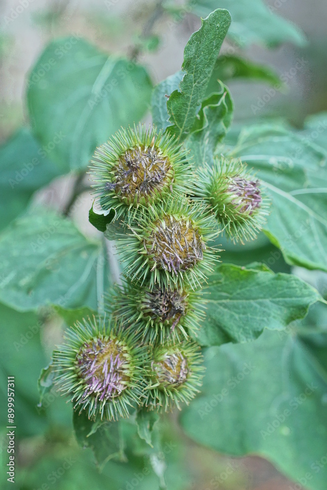 green wild plant burdock with prickly buds on a stem with leaves in nature in a summer park green wild plant burdock with prickly buds on a stem with leaves in nature in a summer park