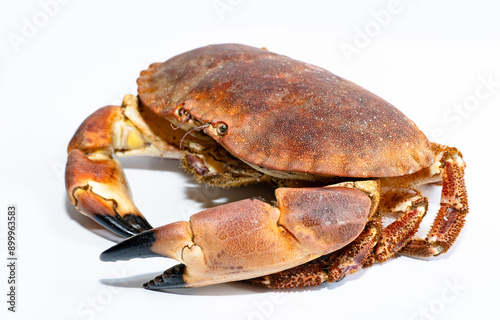 Atlantic Irish raw crab on the white background. 