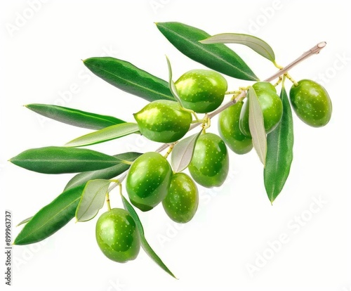 Wallpaper Mural olive branch with leaves and green fruits on a white background Torontodigital.ca