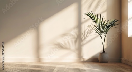 Palm Plant In Sunny Room