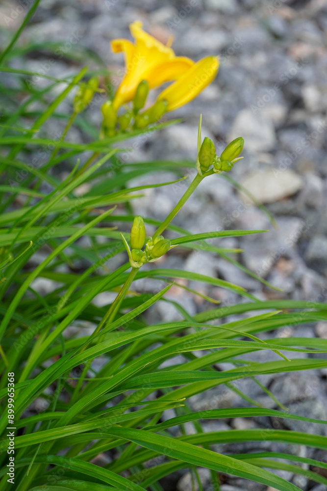 Close up of sharp flower buds (Stella D'Oro, Daylily) in the front and blurred on the background. Grey stones on the right Sunny summer day. Tallinn, July 2024 Close up of sharp flower buds (Stella D'Oro, Daylily) in the front and blurred on the background. Grey stones on the right Sunny summer day. Tallinn, July 2024