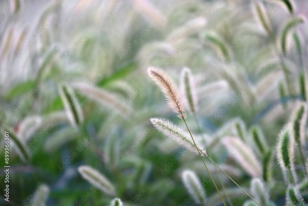 Autumn Green foxtail swaying in the wind and shining in the sunlight Autumn Green foxtail swaying in the wind and shining in the sunlight