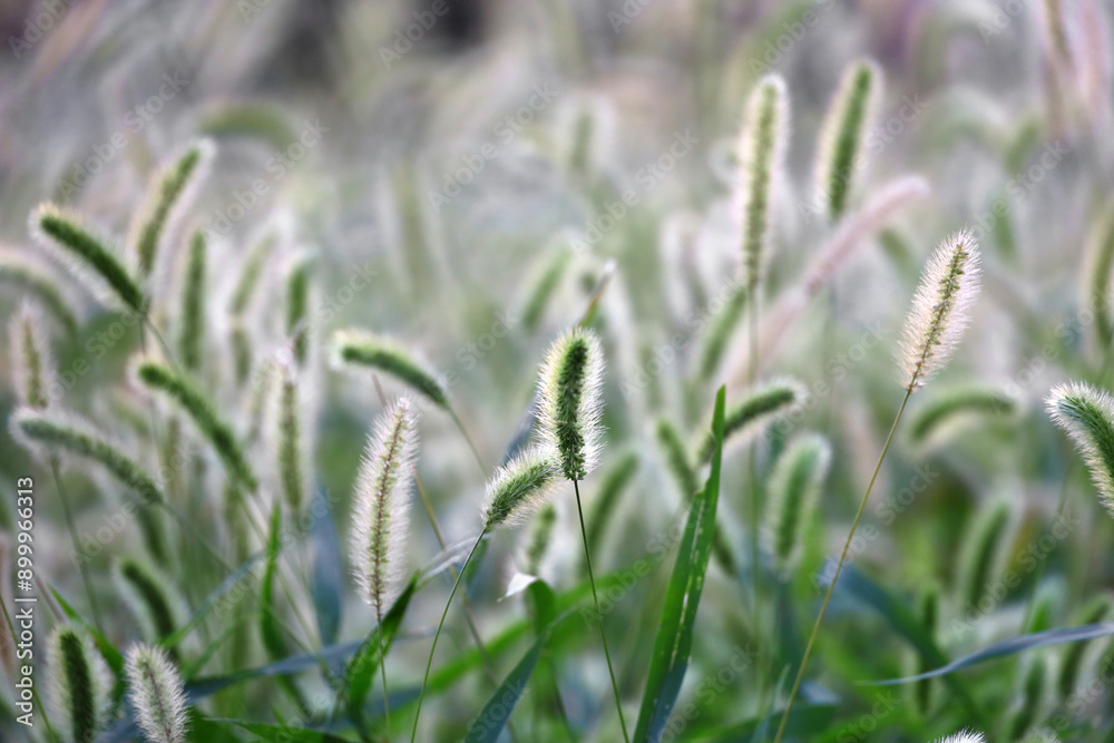 Autumn Green foxtail swaying in the wind and shining in the sunlight Autumn Green foxtail swaying in the wind and shining in the sunlight