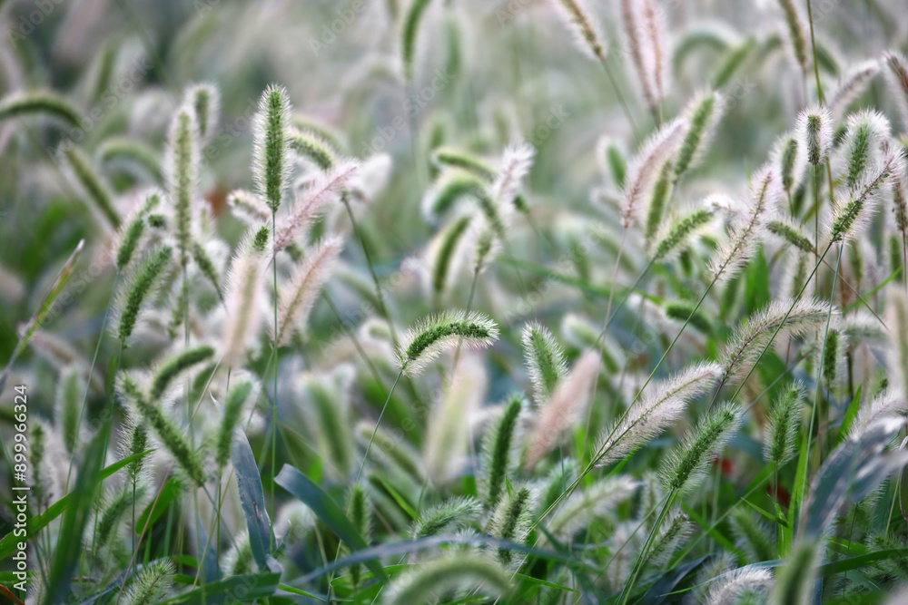 Autumn Green foxtail swaying in the wind and shining in the sunlight Autumn Green foxtail swaying in the wind and shining in the sunlight