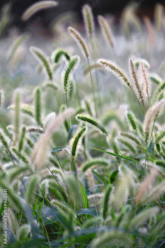 Autumn Green foxtail swaying in the wind and shining in the sunlight Autumn Green foxtail swaying in the wind and shining in the sunlight