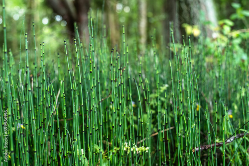 Картината върху платно Equisetum hyemale commonly known as rough horsetail, scouring rush, scouringrush