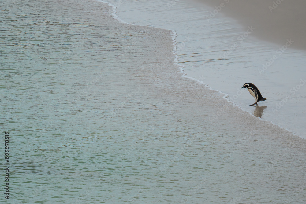 Fototapeta premium Powerful Magellanic Penguin Stands Alone on Shore of Beach, Wide Shot. Looks Down Facing The Ocean. Gypsy Cove Falkland Islands
