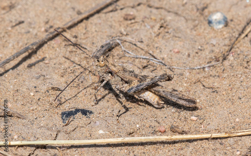 Exploring the Natural Habitat of Hayden's Grasshopper (Derotmema haydenii) in Colorado's Arid Landscape photo