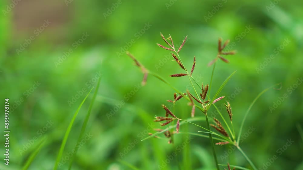 Macro view of red flowers of sedge in windy and rainy weather. Macro view of red flowers of sedge in windy and rainy weather.