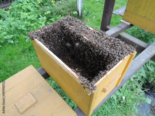 bee swarm, swarming bees in the summetime, central Europe,apis mellifera photo