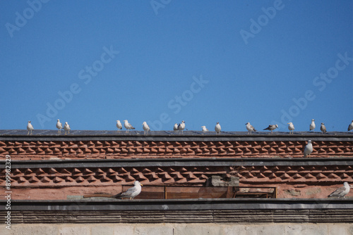 Seagull on the roof.