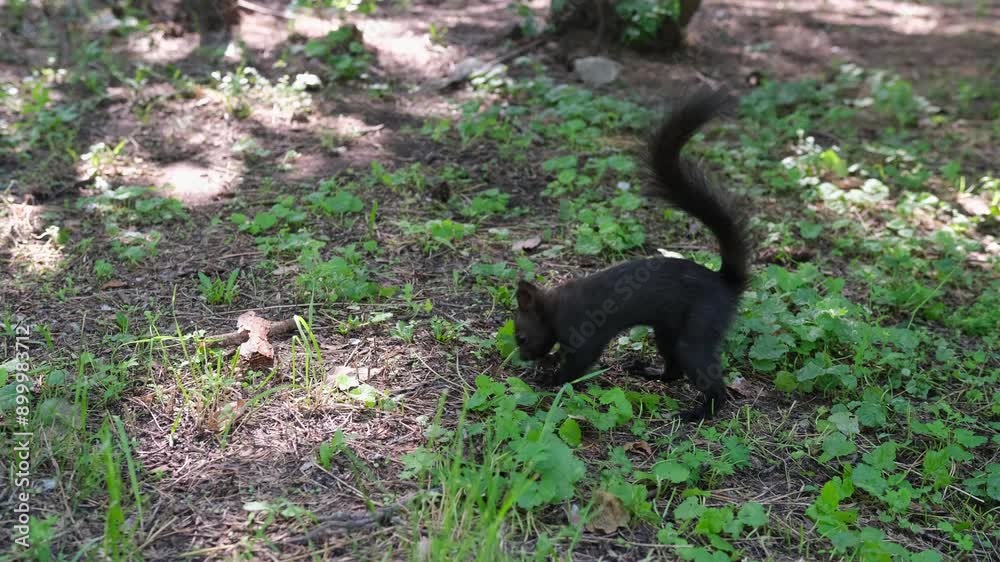 The black squirrel hides nuts by burying them in the forest. The black squirrel hides nuts by burying them in the forest.