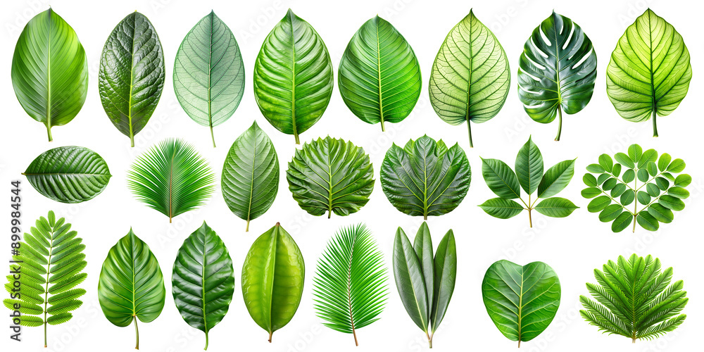 Tropical green leaves isolated on a transparent background
Tropical green leaves isolated on a transparent background