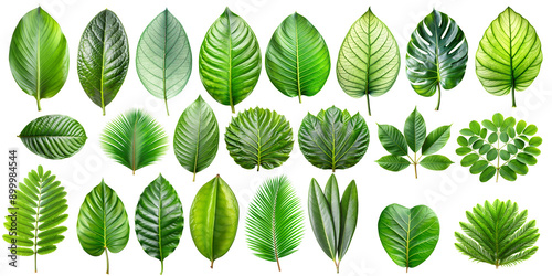 Tropical green leaves isolated on a transparent background
