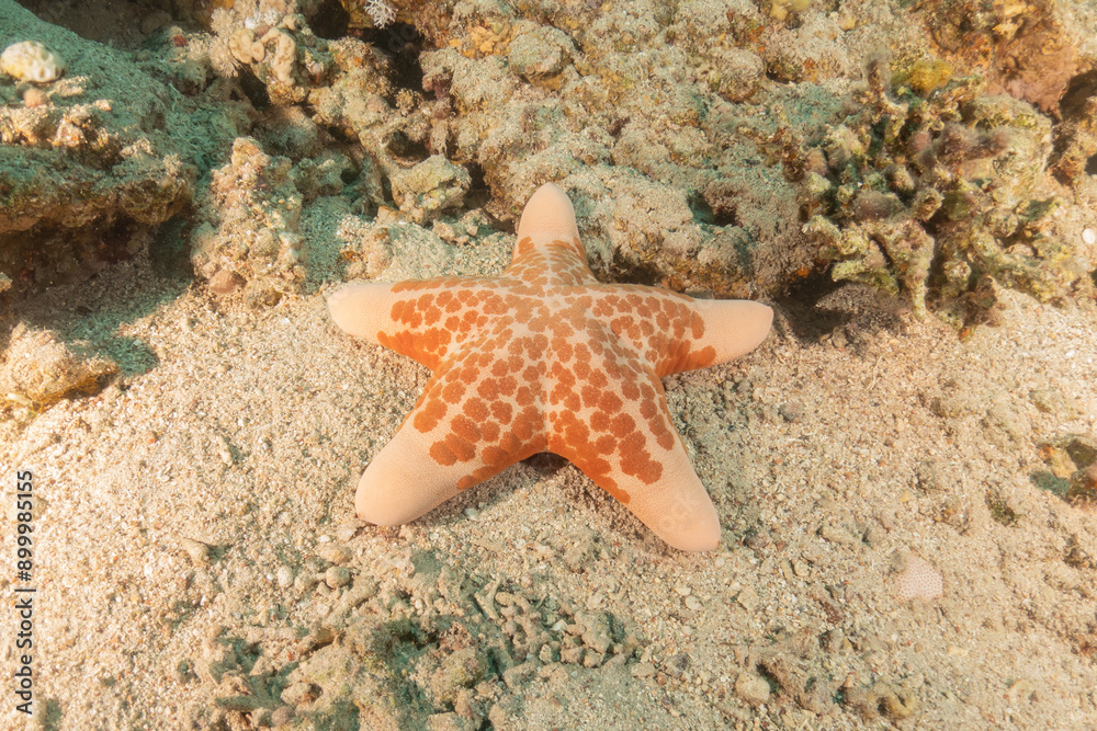 Starfish On the seabed in the Red Sea, Eilat Israel
Starfish On the seabed in the Red Sea, Eilat Israel