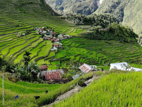 Rice Terraces of the Philippine Cordilleras, rice fields in Banaue region,Philippines ,Asia, rice production traditional agriculture,World Heritage Site consisting of a complex of rice terraces	
 photo